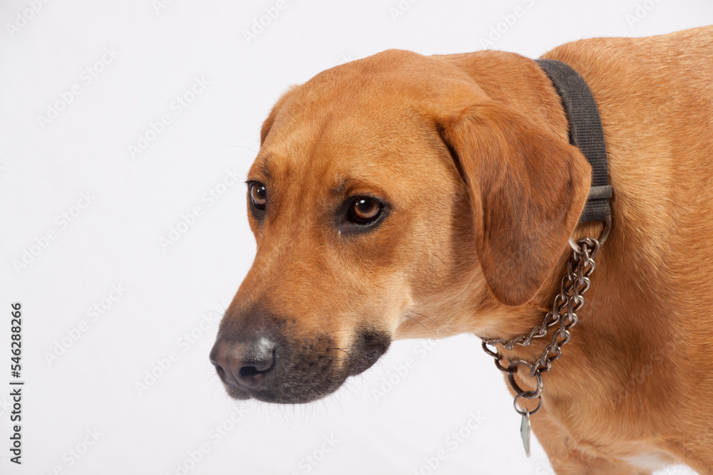 Cute brown dog as a pet