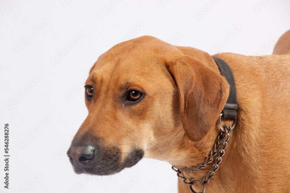 Cute brown dog as a pet