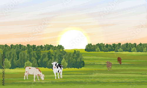 Herd of cows grazing in the meadow. Farm and farm animals. Realistic vector landscape
