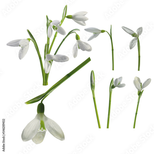 Fotografija Snowdrop flowers.