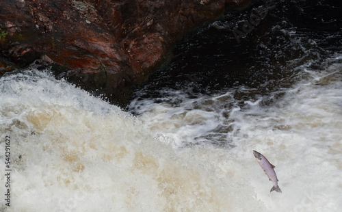 Fresh from the north sea, wild Scottish Atlantic salmon fish on migration to spawning grounds in the northern of Scotland highlands during summer months leaping up a waterfall.