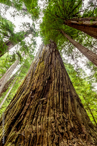 Redwoods National Park © Phil Fitzgerald