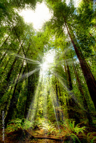 Redwoods National Park © Phil Fitzgerald