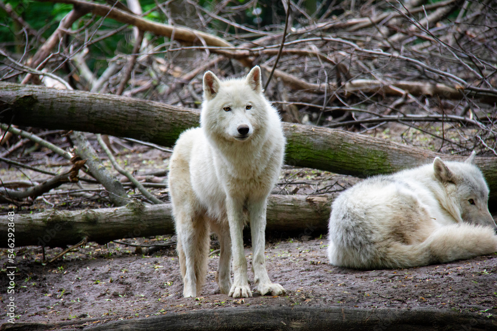 Arctic wolf. Canis lupus arctos. Arctic wolf. Canis lupus arctos.