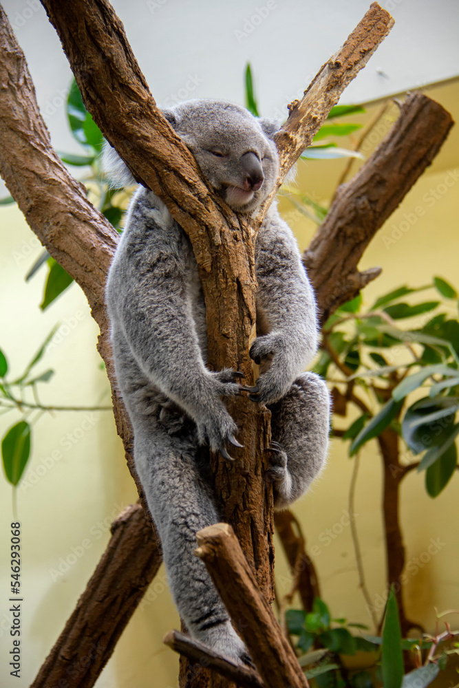 Fototapeta premium Koala bear in the tree. Phascolarctos cinereus.