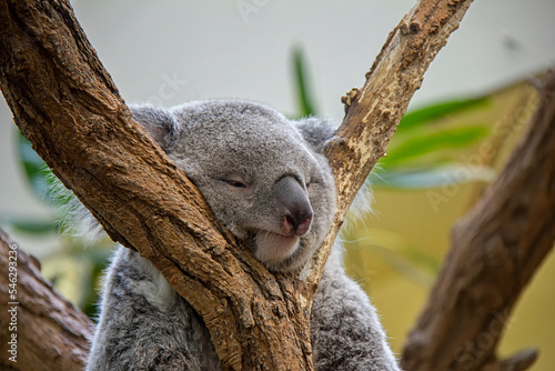 Sleeping koala bear. Phascolarctos cinereus.