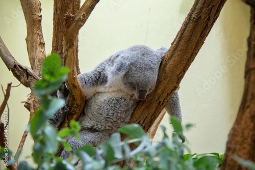 Sleeping koala bear. Phascolarctos cinereus.