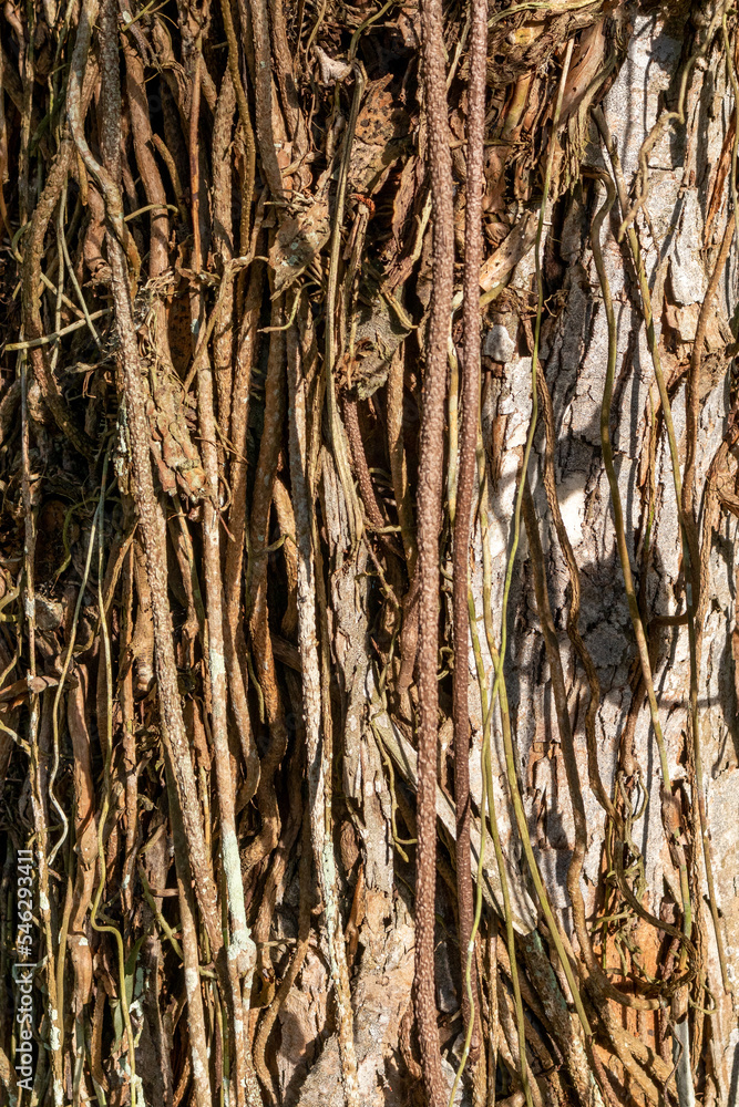 Bush rope hanging over big tree trunk