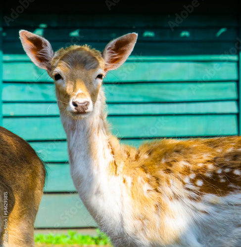 the head of a female european fallow deer in close up, Summer season coat, popular zoo animal specie photo