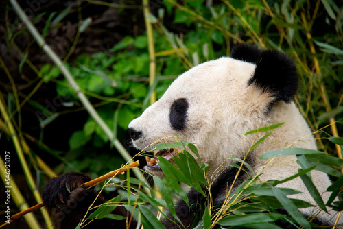 Portrait of Giant Panda. Panda Bear. Ailuropoda melanoleuca. © Lucie