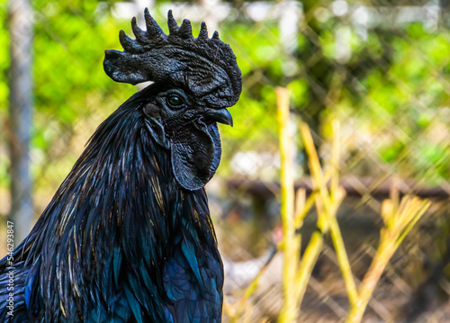 Ayam Cemani face in closeup, completely black chicken, Rare breed from Indonesia © Charlotte B