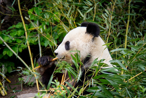 Fototapeta Naklejka Na Ścianę i Meble -  Portrait of Giant Panda. Panda Bear. Ailuropoda melanoleuca.