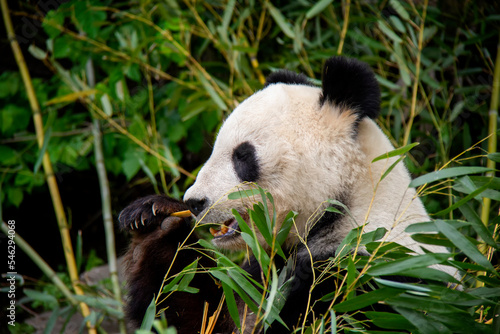 Giant Panda with bamboo. Panda Bear. Ailuropoda melanoleuca. © Lucie