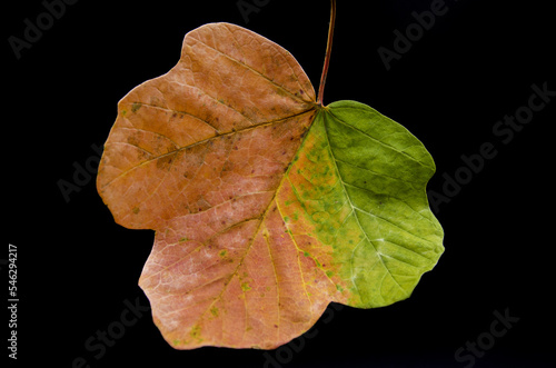 Maple