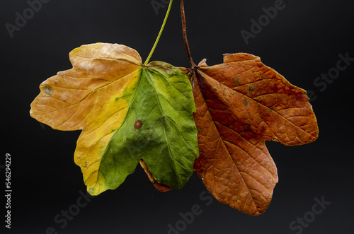 Maple