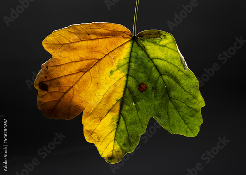 Maple