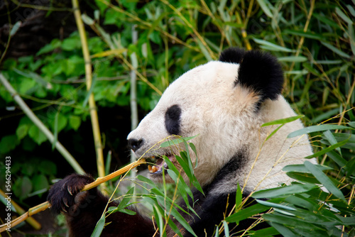 Giant Panda. Panda Bear. Ailuropoda melanoleuca. © Lucie