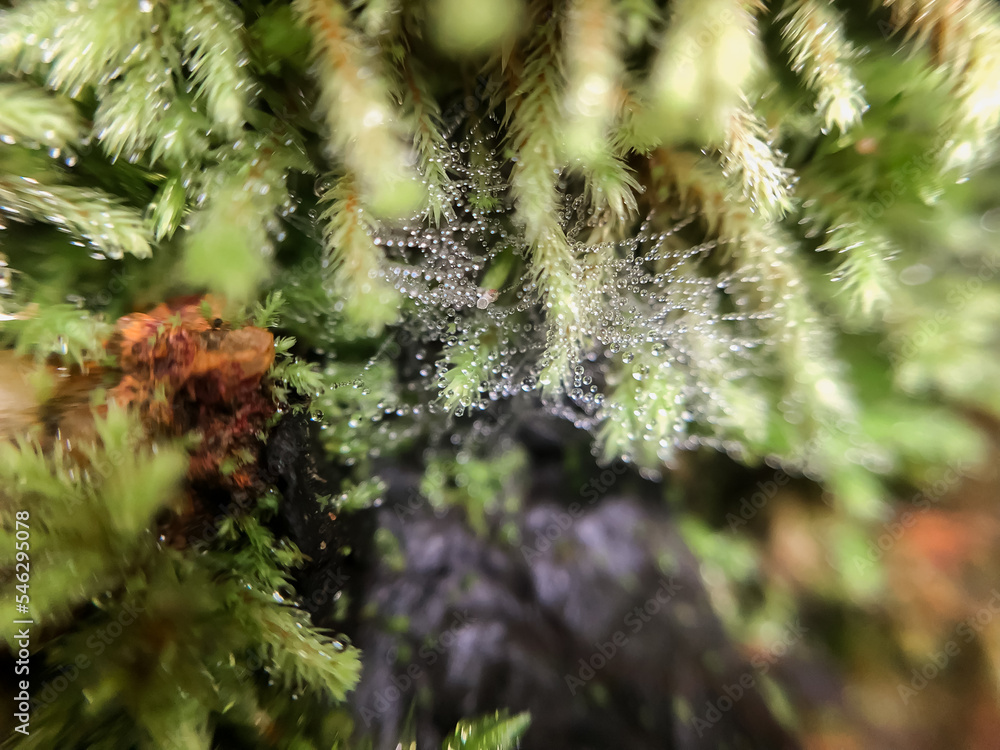 Beautiful moss in tropical rain forest