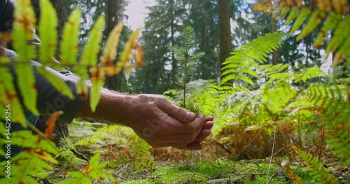 Male hands holding a young sapling in the palms. Green nature background, fern leaves, coniferous forest. Tree planting. Ecology care. Environmental protection. Close-up. Slow motion. photo