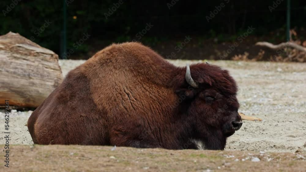 The American bison or simply bison, also commonly known as the American buffalo or simply buffalo, is a North American species of bison that once roamed North America in vast herds. 