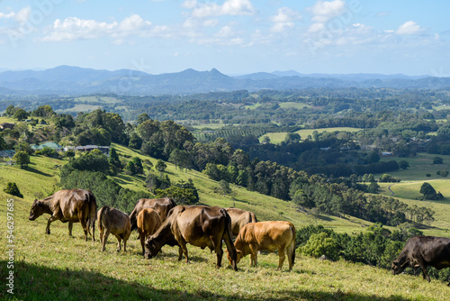 Cows grazing in the grass