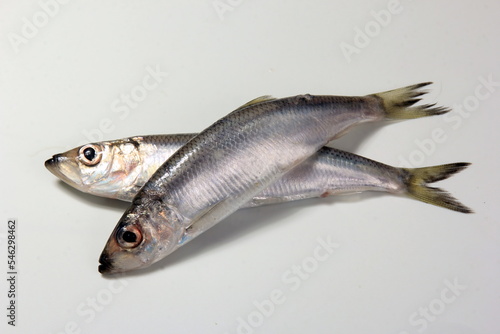 Herring or Baltic herring (Clupea harengus membras) on a white background © SHARKY PHOTOGRAPHY