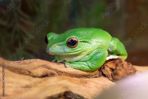 Green Tree Frog. One of the largest tree frogs, the size of which reaches up to 15 cm from Australia and New Guinea. The color of the tree frog varies from dark brown to light green depending on exte
