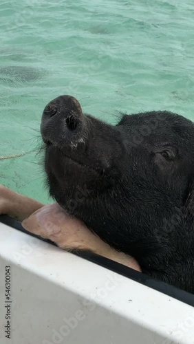 Close-up, handheld shot of a swimming pig leaning against a boat in the Bahamas, vertical