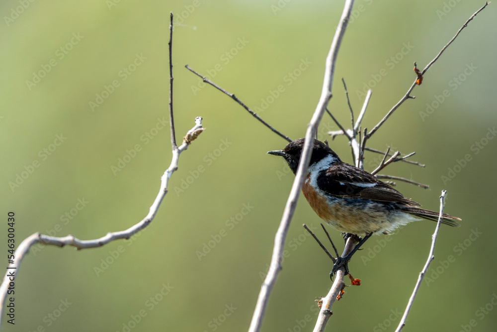 Obraz premium black capped kingfisher