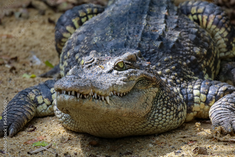 The big thai crocodile rest on the garden The big thai crocodile rest on the garden
