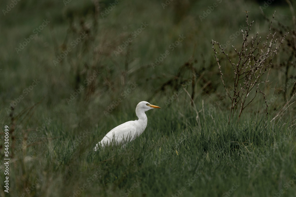 Obraz premium snowy egret in the grass