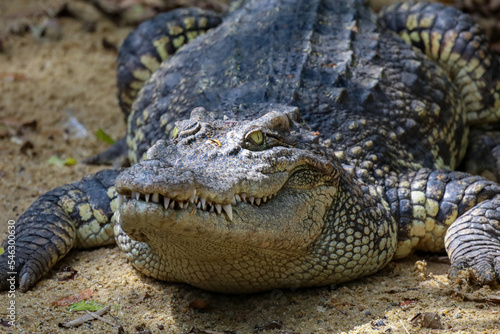 The big thai crocodile rest on the garden