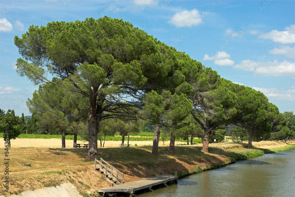Pin parasol, Pinus pinea Pin parasol, Pinus pinea