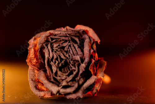 red rose on old wooden background