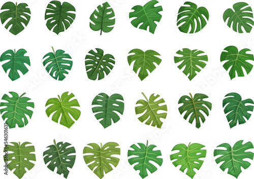 Monstera icons set cartoon vector. Palm leaf. Exotic tree