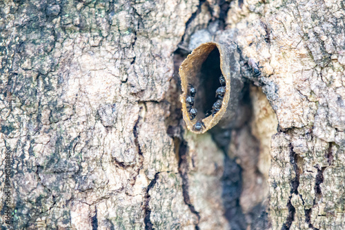 Entrance to the nest of native Brazilian stingless bees, on the tree trunk