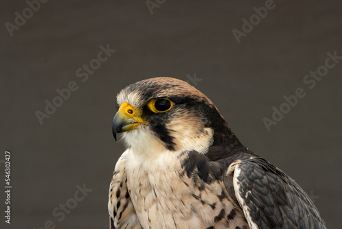 head and shoulders of a bird of prey on a dark grey background