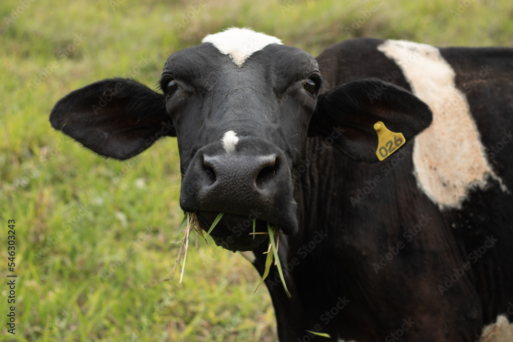 Close up of a holstein dairy cow with grass in its mouth in the pasture, countryside of Minas Gerais, Brazil - Close-up de uma vaca holandesa com grama na boca no pasto, Minas Gerais, Brasil Close up of a holstein dairy cow with grass in its mouth in the pasture, countryside of Minas Gerais, Brazil - Close-up de uma vaca holandesa com grama na boca no pasto, Minas Gerais, Brasil
