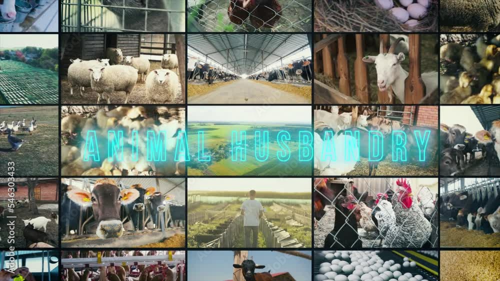 Animal husbandry infographics. Animal husbandry business. Animal