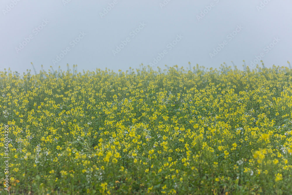 rapeseed field in the mist