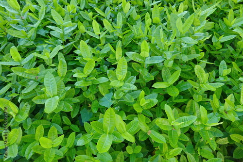 tropical leaf texture green leaves Background