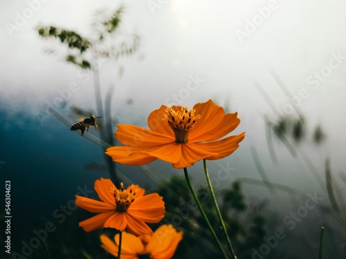 Shallow focus shot of yellow Sulfur cosmos flowers with blur background
