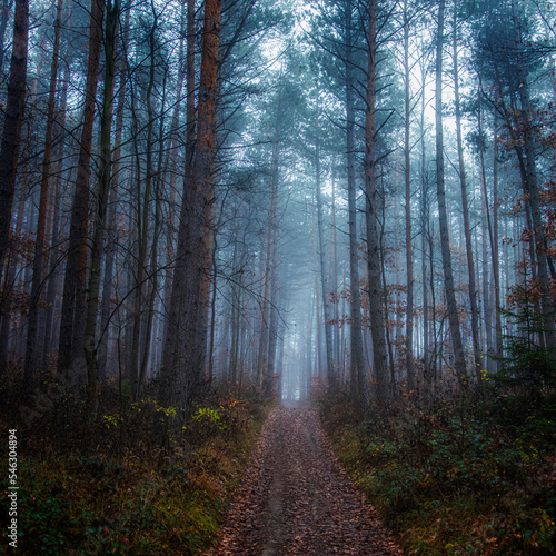 misty autumn forest in the morning