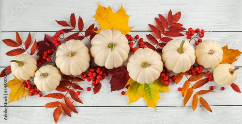 Autumn or Thanksgiving day background with white pumpkins, leaves and berries of red mountain ash.Autumn banner with pumpkins