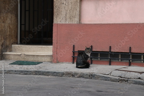 Cat on the street