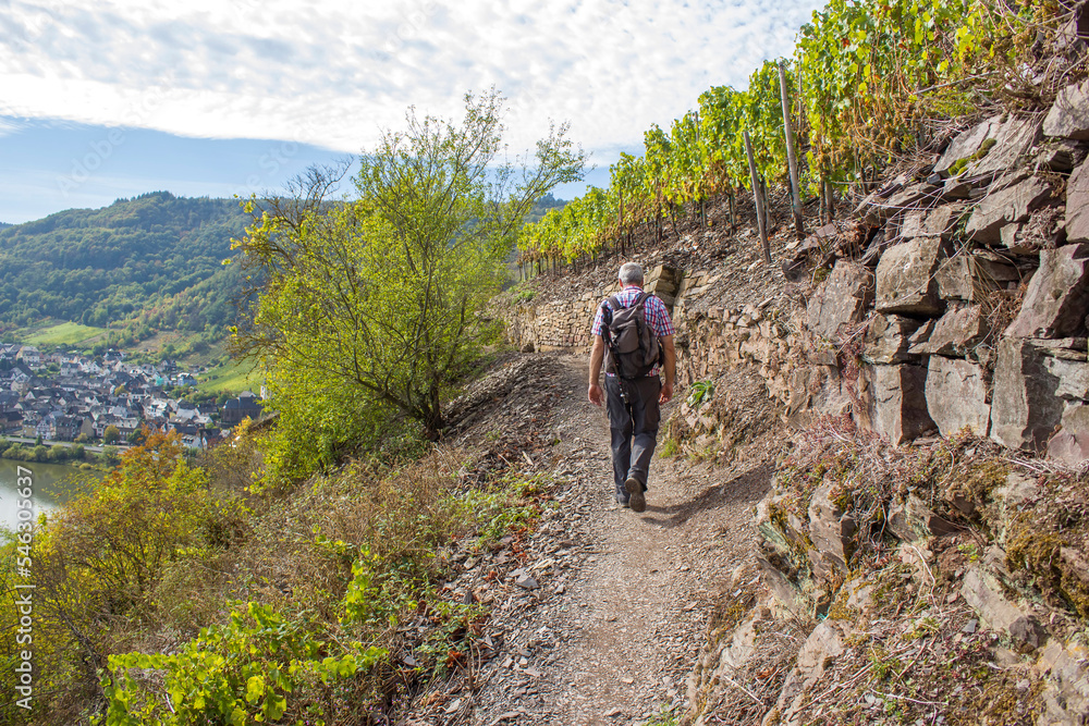 Fototapeta premium Calmont Climbing, Bremm, Mosel Valley, Germany