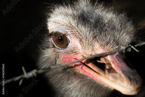 Ema, Nome científico: Rhea americana photo