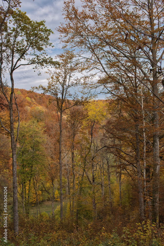 Herbstlich gefärbter Buchenwald
