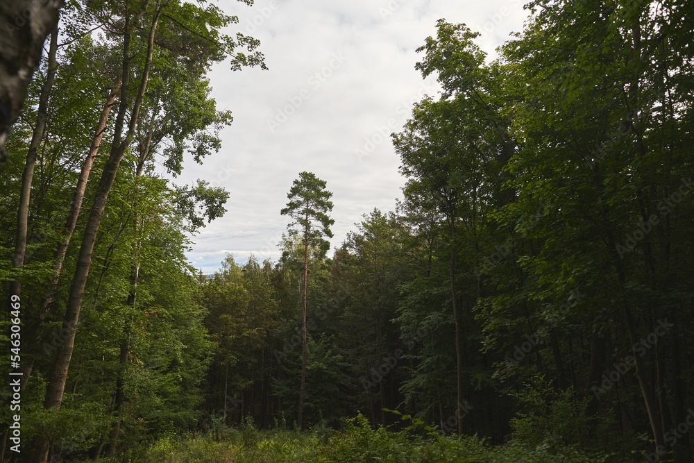 Fototapeta premium Forest path during a summer evening