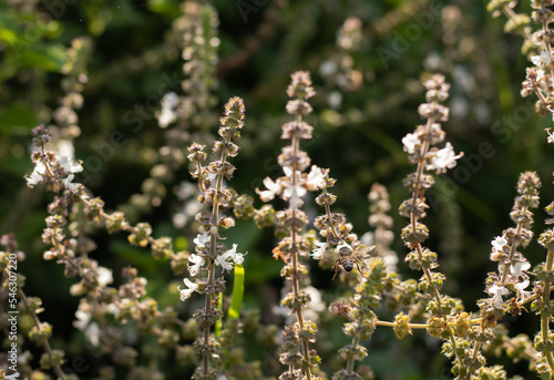 Stunning close-up shot of a bee flying over basil flowers in the countryside of Minas Gerais, Brazil - Abelha voando sobre flores de manjericão, Minas Gerais, Brasil